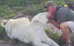 O conservacionista West Mathewson, 68, estava brincando com suas amadas leoas brancas Demi e Tanner hoje quando os animais se voltaram contra ele. Elas são consideradas raras pela cor de sua pelagem*Estagiária do R7, sob supervisão de Filipe Siqueira