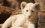Ele foi resgatado, mas morreu a caminho do hospitalUm jovem leão que foi agredido e expulso pelo líder de bando, também na África do Sul, em um novo mistério da natureza. Veja a seguir!