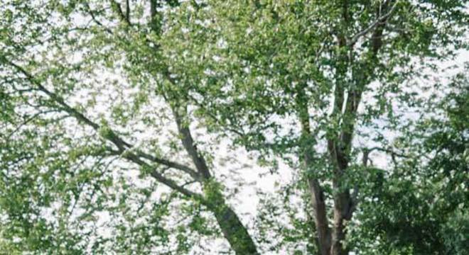 Ambiente externo com pedra mineira 