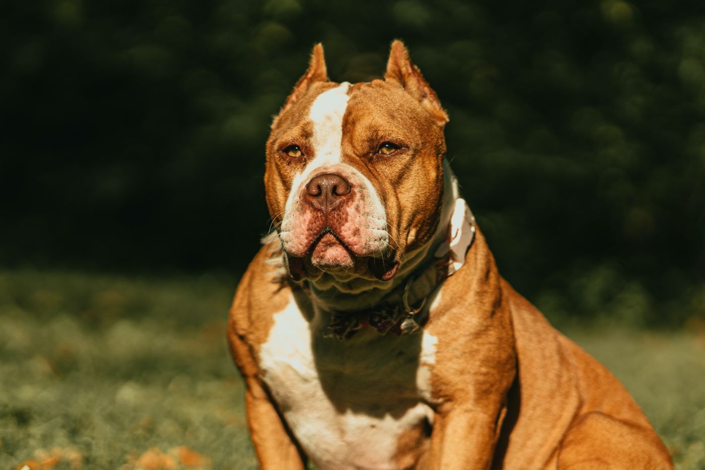 American bully XL: conheça a raça de cachorros que pode ser proibida no  Reino Unido - RPet - R7 RPet