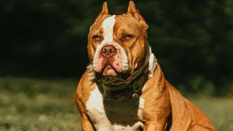 UK announces ban on American Bully XL dog breed after attack on girl – News
