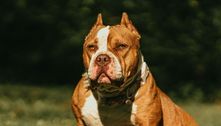 American bully XL: conheça a raça de cachorro que pode ser proibida no Reino Unido