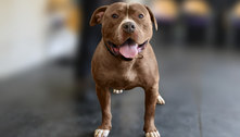 Cão da raça american bully XL é encontrado morto e com as patas amarradas e queimadas
