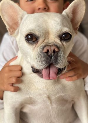 Amora é um buldogue francês —  raça de cães braquicefálicos, ou seja, com o focinho achatado e olhos arregalados