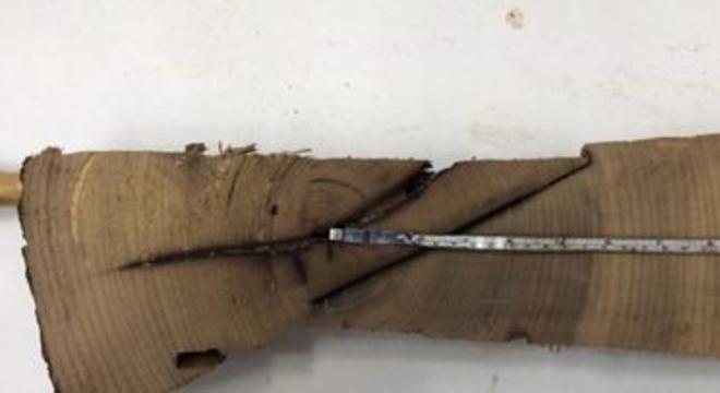 Amostra da árvore sob análise da ciência chamada dendrocronologia