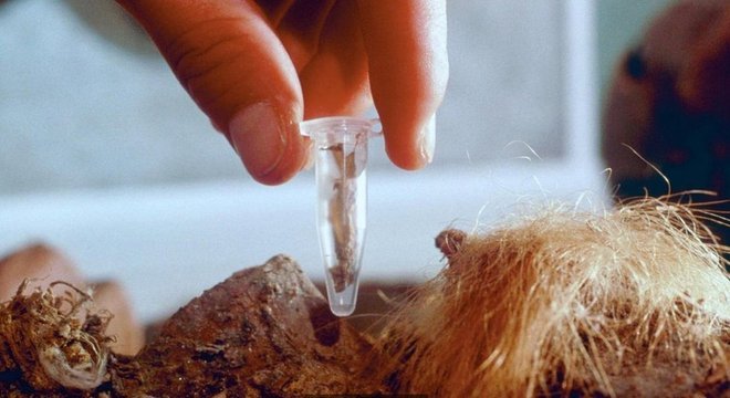 Pesquisador colhe amostre de tecido de mamute congelado