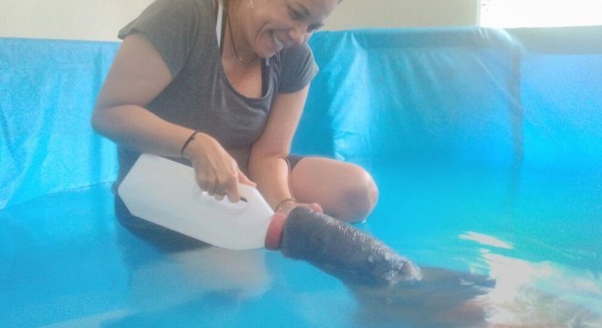 Ana Cristina Mendes de Oliveira cuidando de peixe-boi resgatado 