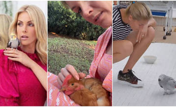 Apresentadora é tutora de mais de 150 animais (Reprodução/Instagram/@anahickmann)