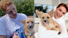 Ana Hickmann mostra antes e depois do cão que encontrou abandonado na estrada
