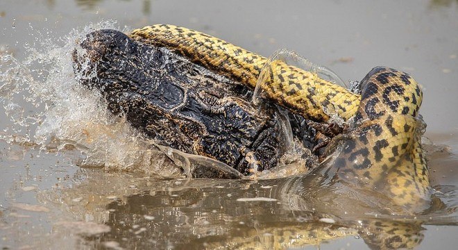 O fotógrafo americano Kevin Dooley, 58, registrou imagens aterrorizantes de uma anaconda de 8,5 metros atacando e matando um jacaré na porção mato-grossense do Pantanal, aqui no Brasil*Estagiário do R7, com supervisão de Filipe Siqueira