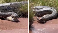 Vídeo chocante: anaconda regurgita outra anaconda, que sai viva para contar a história