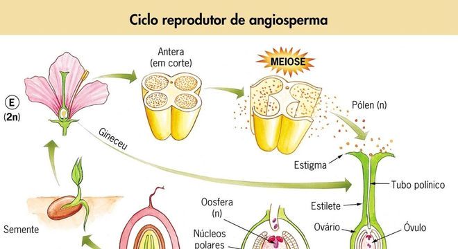 angiosperma