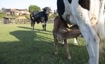 Junto com ele, ficam a vaca Mimosa e o bezerro. Olha só que bonitinho esse retrato de família! Para não perder as trapalhadas dos peões no cuidado com os animais, anota aí: a pré-estreia de A Fazenda 15 acontece na próxima segunda-feira (18), às 22h30, na tela da Record TV!