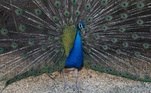 Majestoso, o pavão sempre é alvo de surpresa e admiração por
parte daqueles que o veem abrindo suas penas e mostrando suas cores marcantes. Exibido, sim ou claro? 