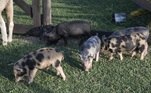 Os peões que cuidarem dos porcos que se preparem, pois a tarefa requer muito jogo de cintura e paciência! Afinal, os bichinhos não são poucos e costumam fazer o caos enquanto os peões limpam o chiqueiro