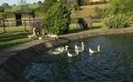 Os gansos também fazem parte do elenco de A Fazenda 15! Além de dispor de um pedaço de terra, eles contam com um laguinho para nadar