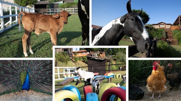 Cuidar dos animais de A Fazenda não é uma tarefa para qualquer um! Embora o contato com a natureza represente um momento terapêutico para muitos peões, a produção de memes é 100% garantida com as trapalhadas que acontecem todos os dias. Ainda assim, é impossível não se apaixonar pelos bichinhos! Conheça os que já estão garantidos em A Fazenda 15!