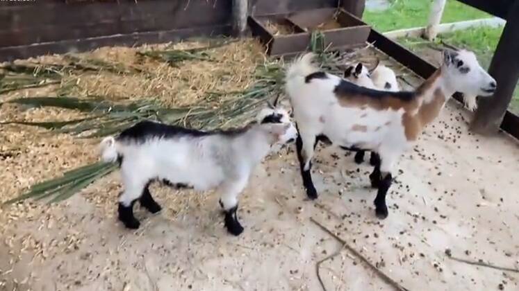 As quatro mini-cabras fêmeas não têm nome, mas a peãozada adora chamá-las pelo diminutivo, 