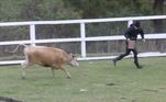 Na hora de alimentar o bezerro, MC Gui não esperava o tamanho da fome do animal, que o acompanhou em corridas e saltos! O peão se divertiu e caiu na risada com a reação do bovino