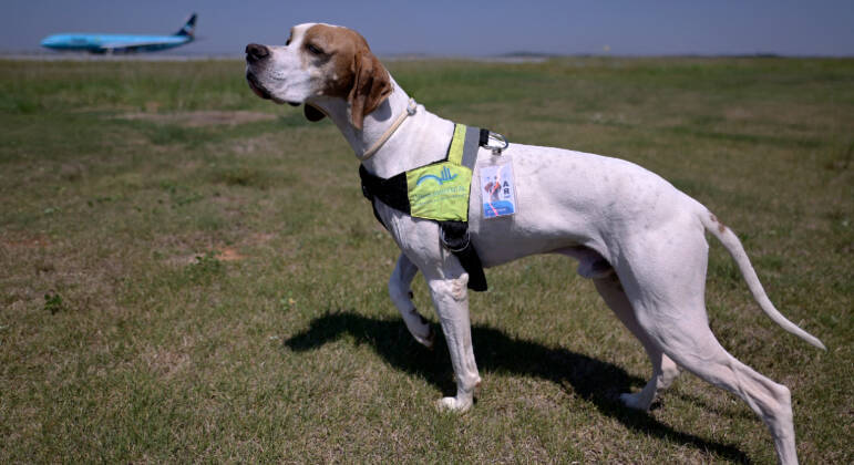 Martin é um cão da raça ponteiro inglês, treinado para espantar pássaros das pistas