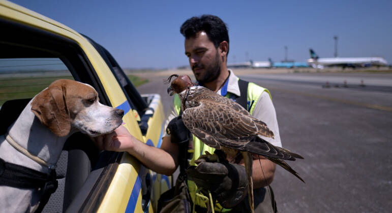Um cachorro e algumas aves são treinados para ajudar a espantar incursões de pássaros no Aeroporto Internacional de Belo Horizonte, em Confins, em Minas Gerais, com o objetivo de diminuir as colisões entre os bichos e os aviões
