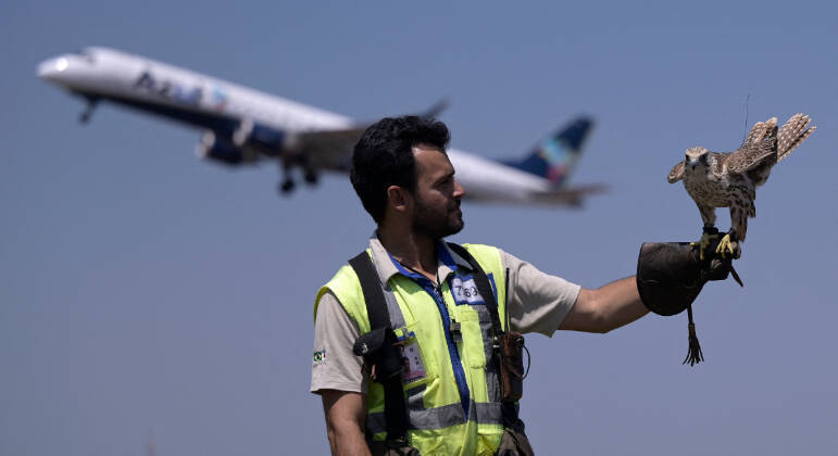 Seis pássaros, incluindo falcões, foram treinados para patrulhar os céus ao redor do terminal, e um cão corre atrás dos pássaros, afugentando-os, o que reduziu as colisões entre aves e aeronavesLEIA TAMBÉM: Conheça Tofu, o cachorro que já visitou 16 países e fez 42 voos 