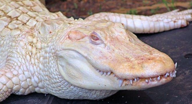 Animais albinos - 27 criaturas singulares que chamam a atenção pela cor