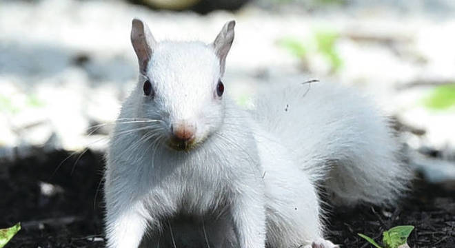 Animais albinos - 27 criaturas singulares que chamam a atenção pela cor