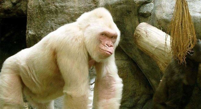 Animais albinos - 27 criaturas singulares que chamam a atenção pela cor