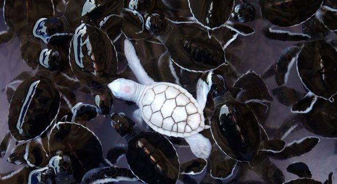 Animais albinos - 27 criaturas singulares que chamam a atenção pela cor