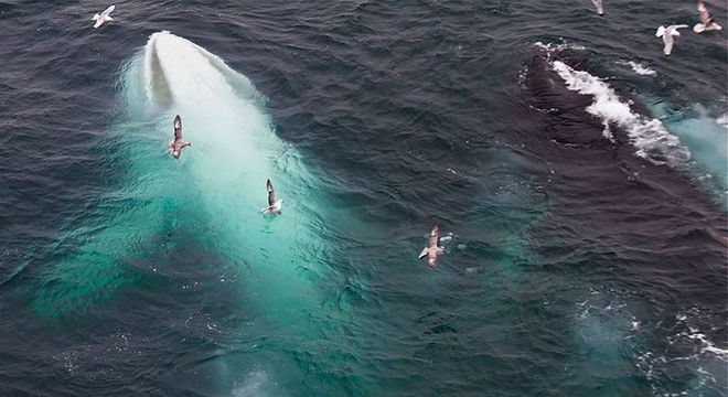 Animais albinos - 27 criaturas singulares que chamam a atenção pela cor