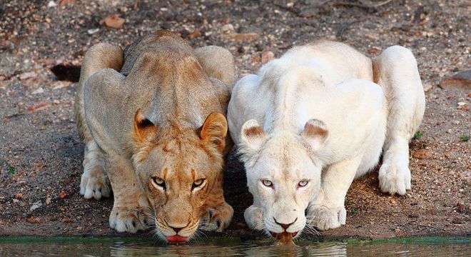 Animais albinos - 27 criaturas singulares que chamam a atenção pela cor