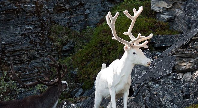 Animais albinos - 27 criaturas singulares que chamam a atenção pela cor