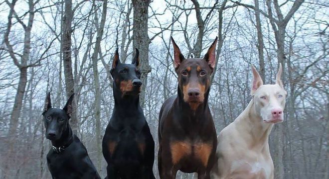 Animais albinos - 27 criaturas singulares que chamam a atenção pela cor