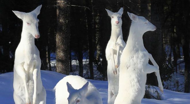 Animais albinos - 27 criaturas singulares que chamam a atenção pela cor