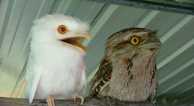 Animais albinos - 27 criaturas singulares que chamam a atenção pela cor