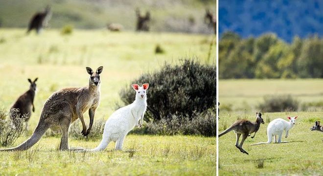 Animais albinos - 27 criaturas singulares que chamam a atenção pela cor