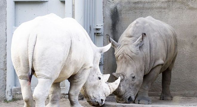 Animais albinos - 27 criaturas singulares que chamam a atenção pela cor