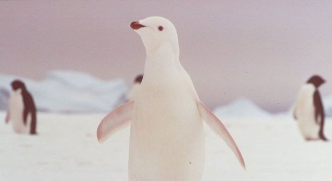 Animais albinos - 27 criaturas singulares que chamam a atenção pela cor