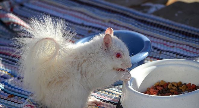 Animais albinos - 27 criaturas singulares que chamam a atenção pela cor