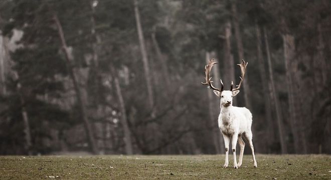 Animais albinos - 27 criaturas singulares que chamam a atenção pela cor