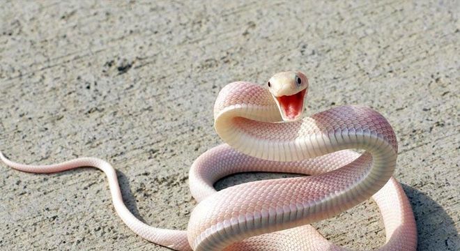 Animais albinos - 27 criaturas singulares que chamam a atenção pela cor