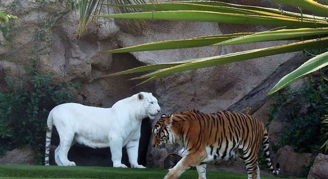 Animais albinos - 27 criaturas singulares que chamam a atenção pela cor