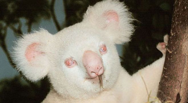 Animais albinos - 27 criaturas singulares que chamam a atenção pela cor