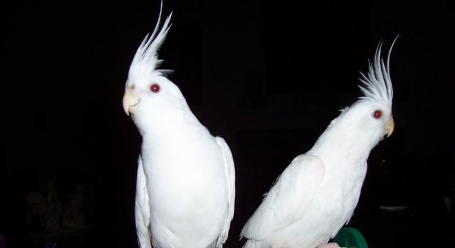 Animais albinos - 27 criaturas singulares que chamam a atenção pela cor