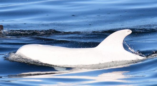 Animais albinos - 27 criaturas singulares que chamam a atenção pela cor