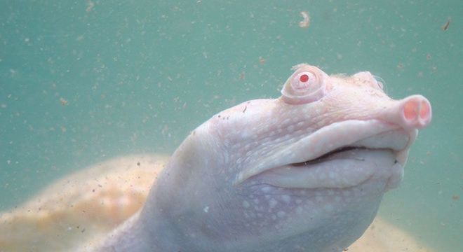 Animais albinos - 27 criaturas singulares que chamam a atenção pela cor