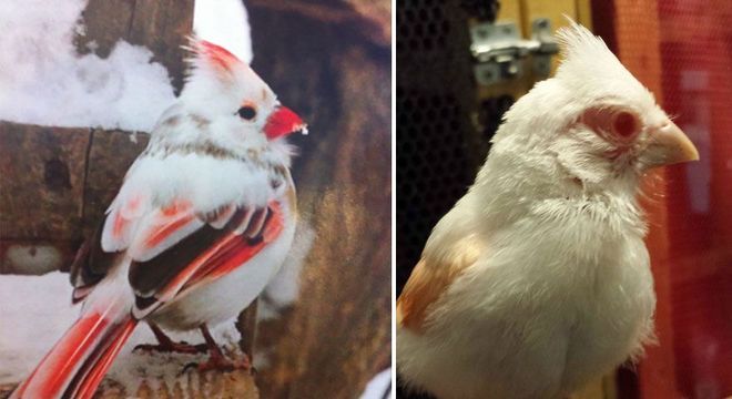 Animais albinos - 27 criaturas singulares que chamam a atenção pela cor