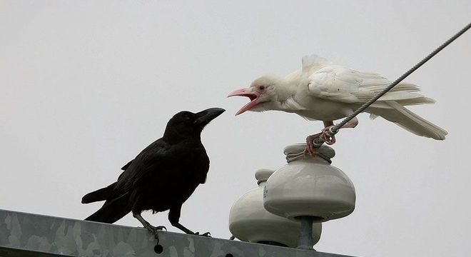 Animais albinos - 27 criaturas singulares que chamam a atenção pela cor