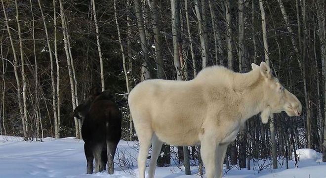 Animais albinos - 27 criaturas singulares que chamam a atenção pela cor